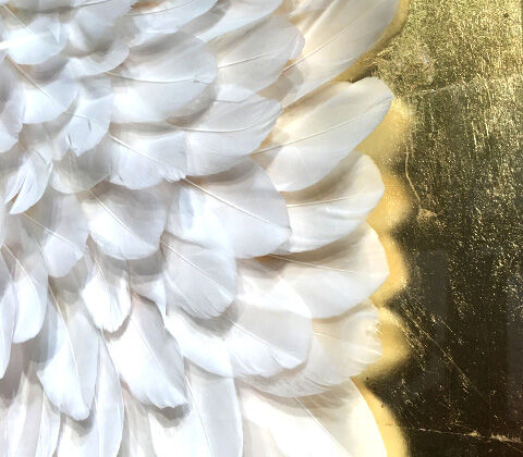 Feathers Art