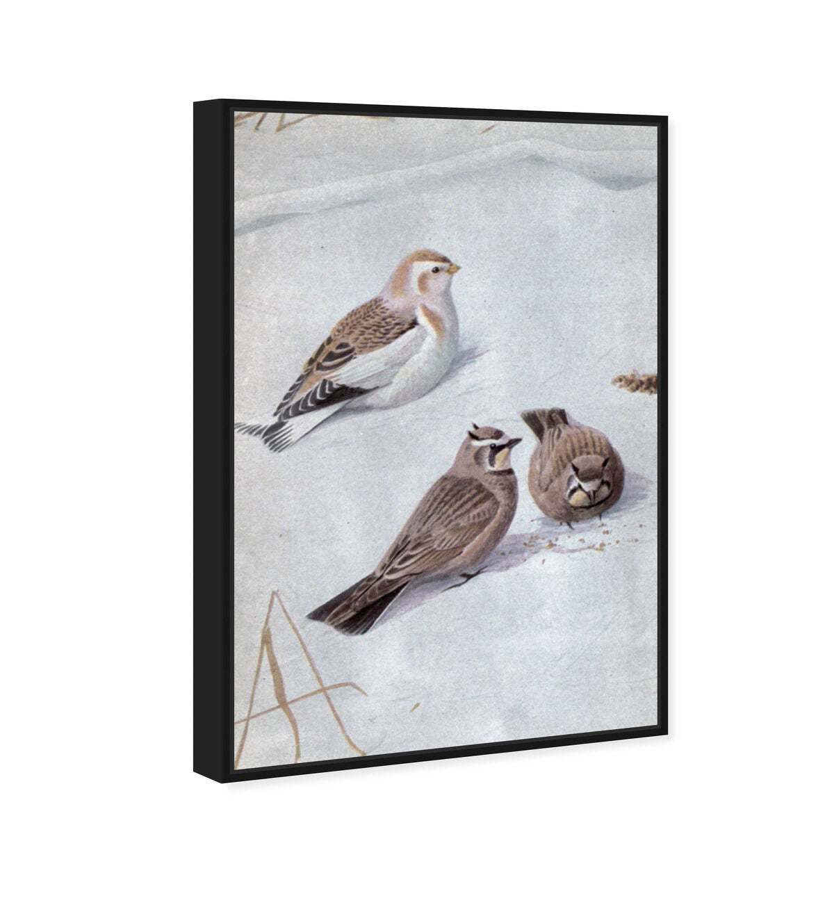36x54/Framed Canvas/BFL