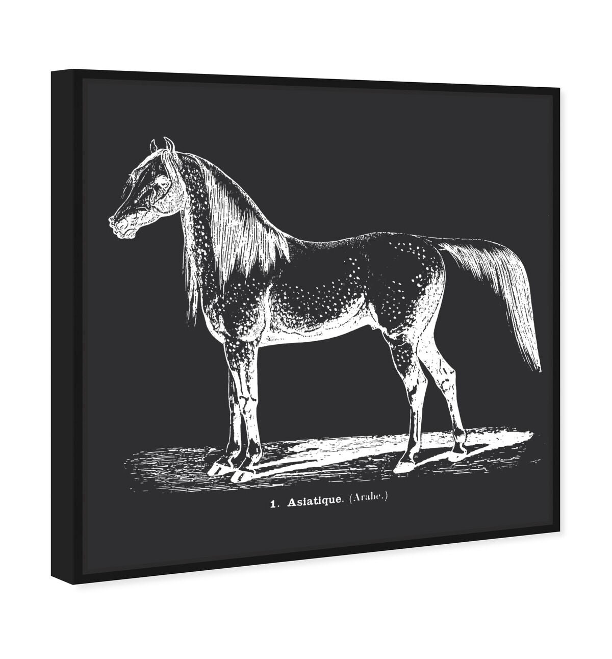 40x40/Framed Canvas/BFL