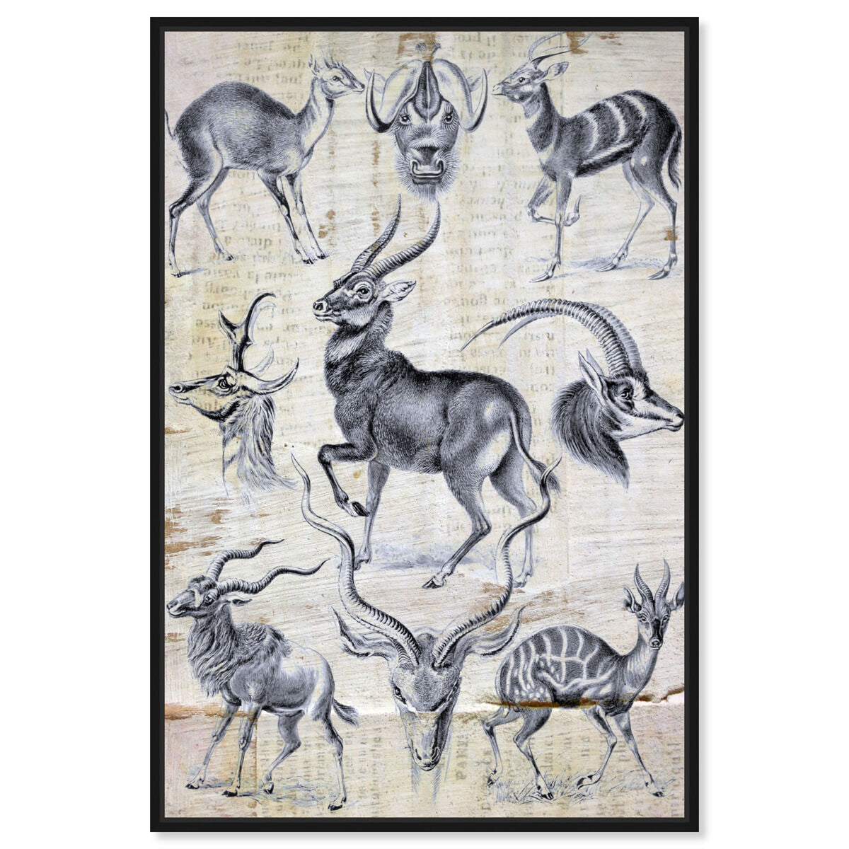 Haeckel - Antalopina Study