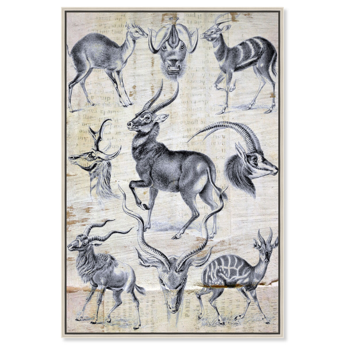 Haeckel - Antalopina Study