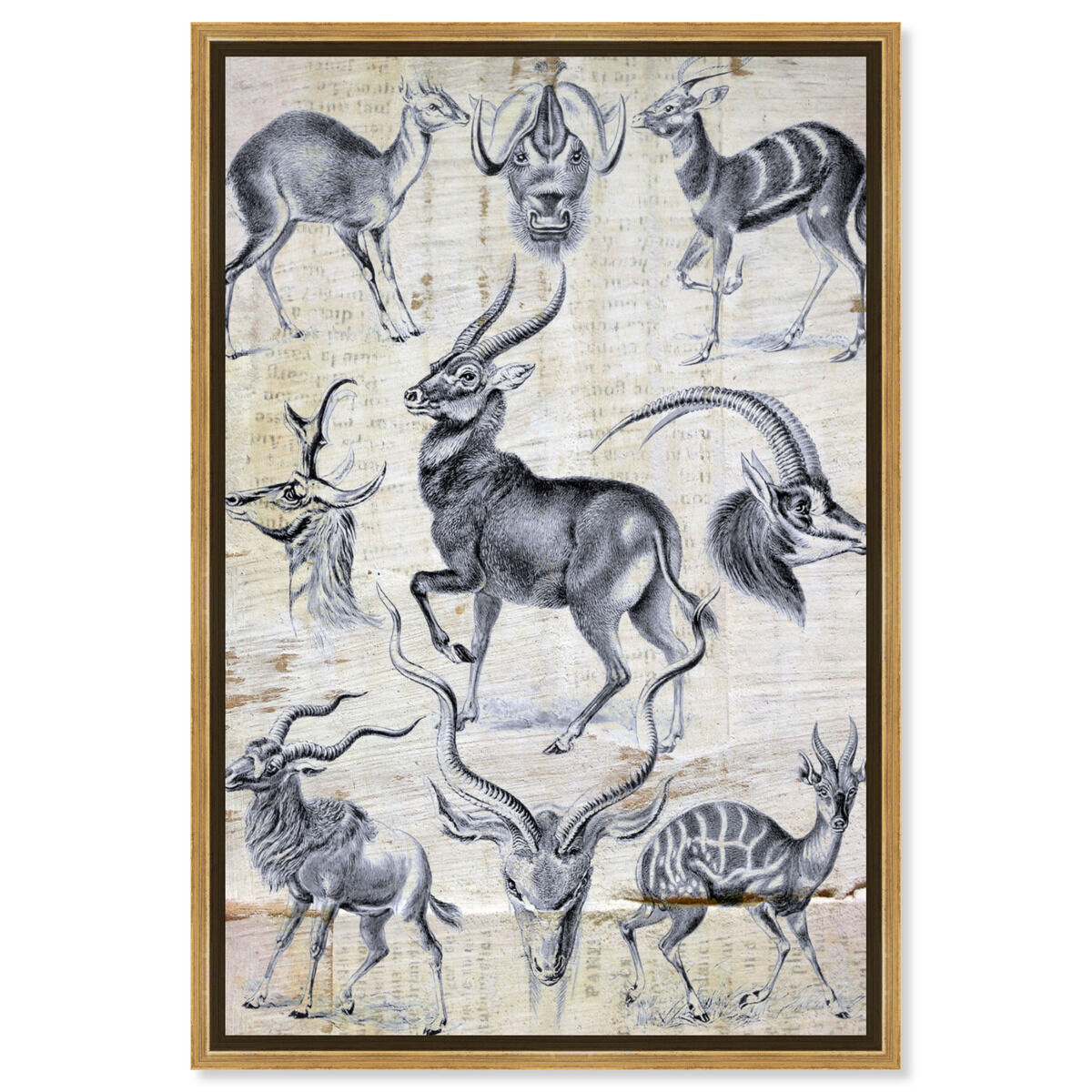 Haeckel - Antalopina Study