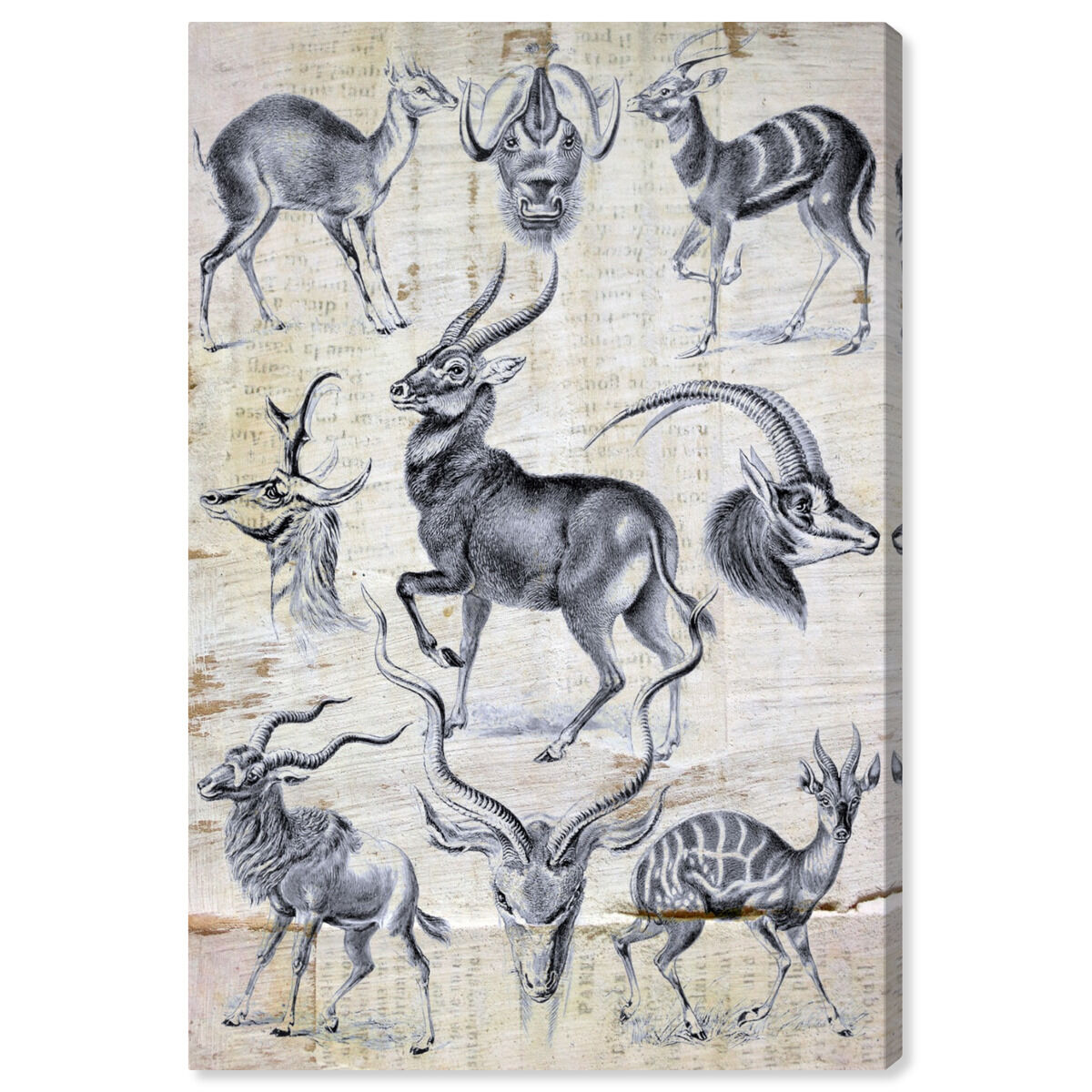 Haeckel - Antalopina Study