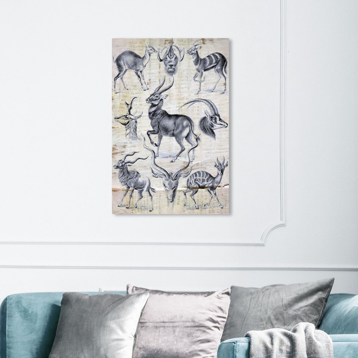 Haeckel - Antalopina Study