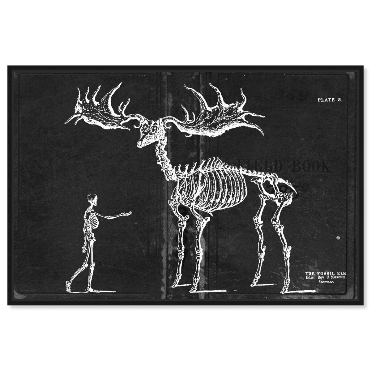 Fossil Elk 1830