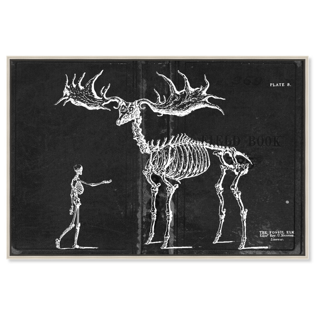 Fossil Elk 1830