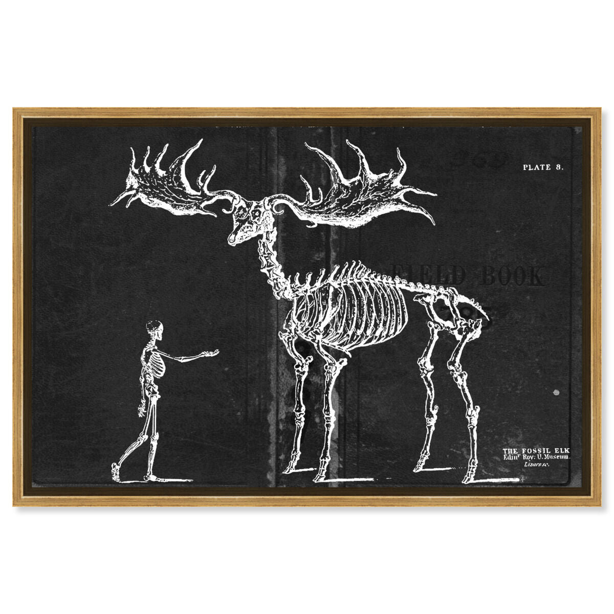 Fossil Elk 1830