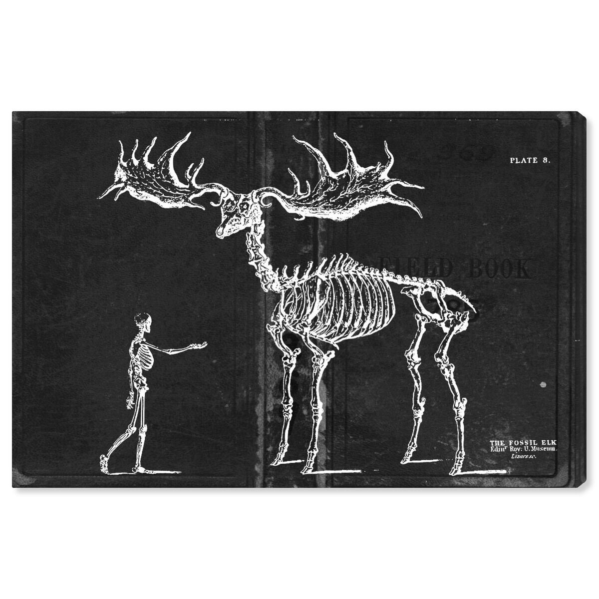 Fossil Elk 1830