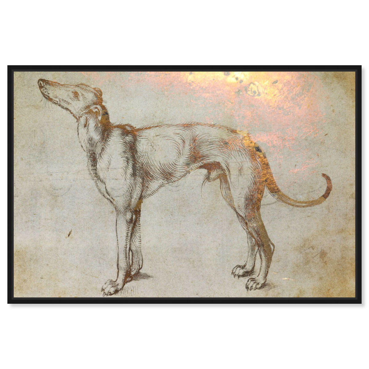 Galgo
