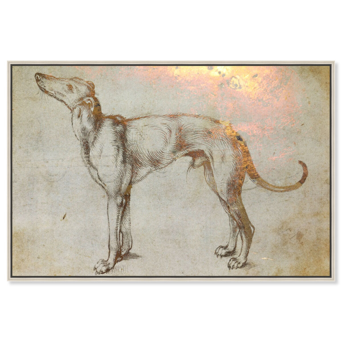 Galgo