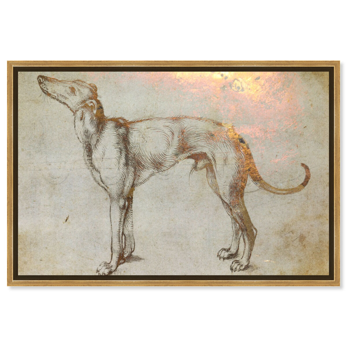 Galgo
