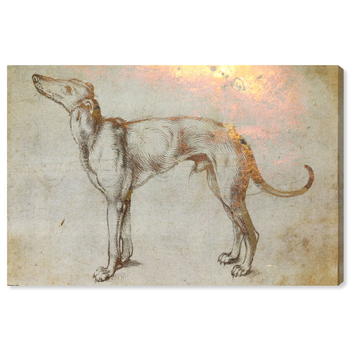 Galgo