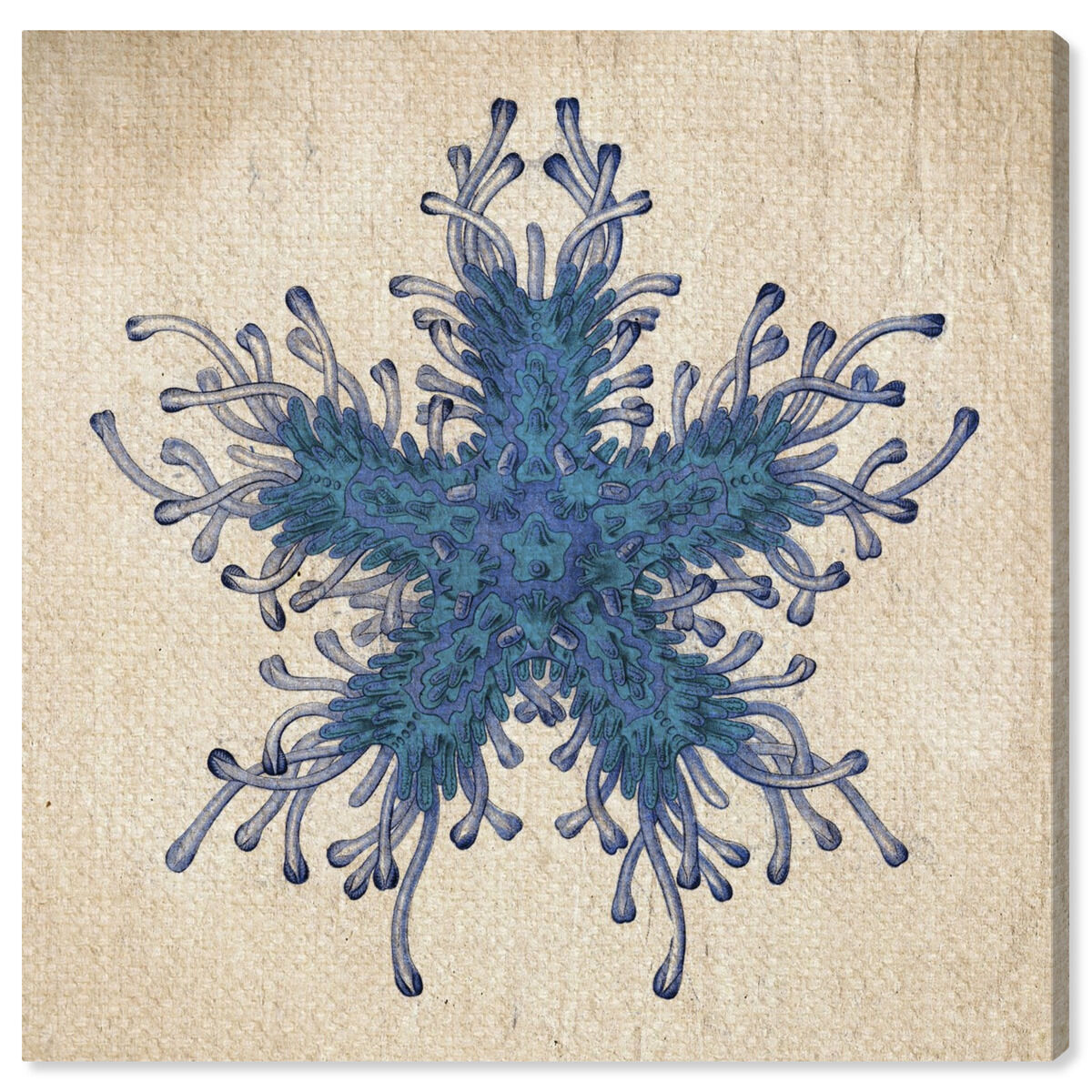 Asteridia I