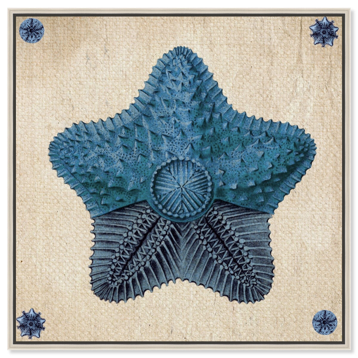 Asteridia II