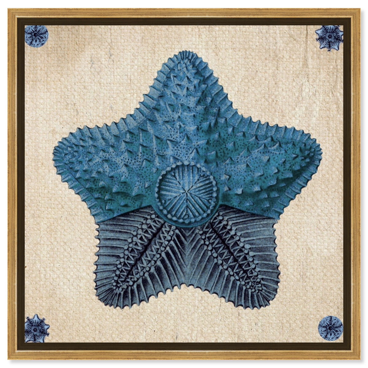 Asteridia II