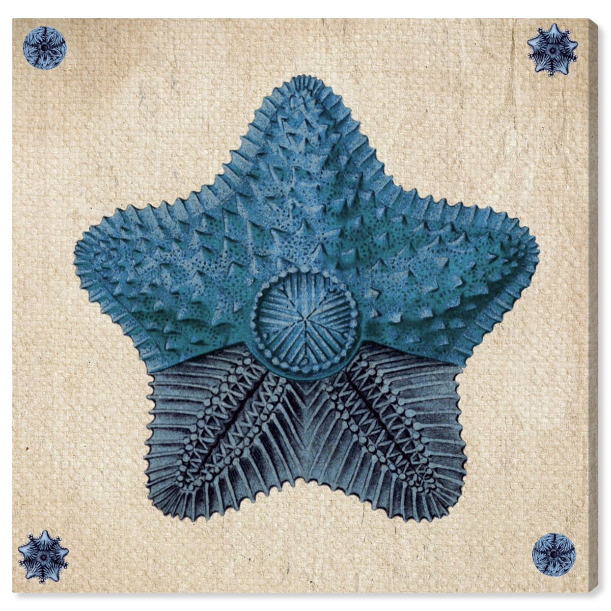 Asteridia II