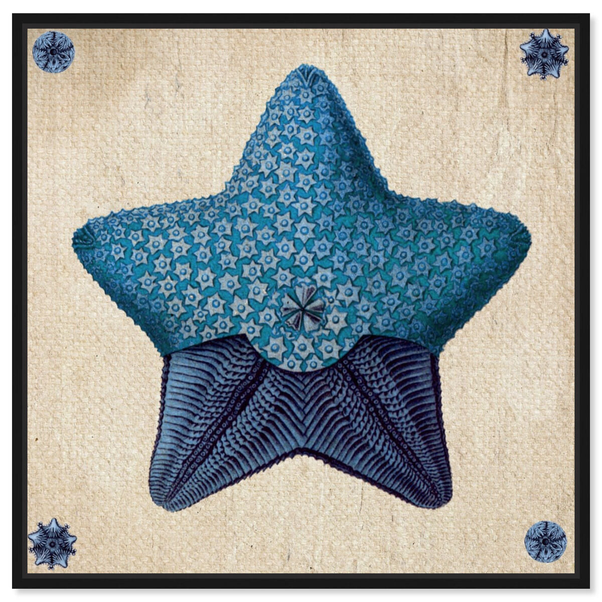 Asteridia III