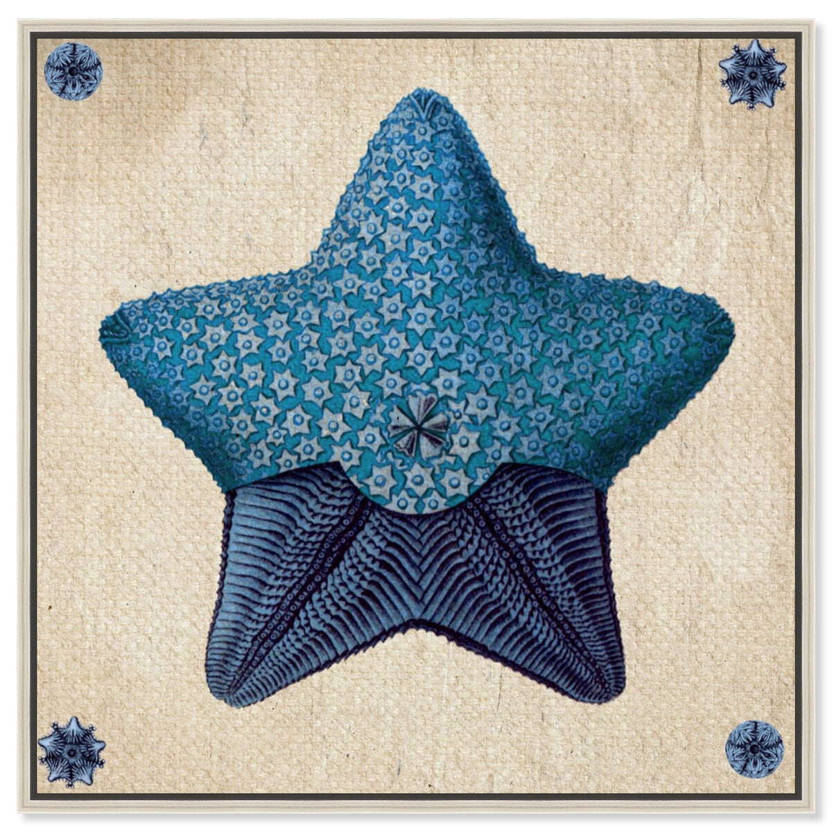 Asteridia III