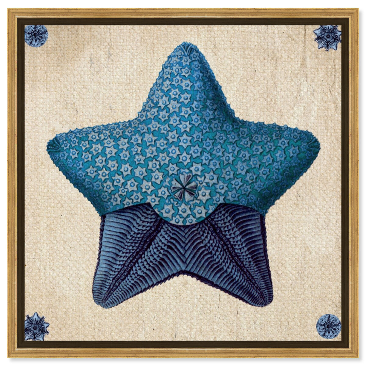 Asteridia III
