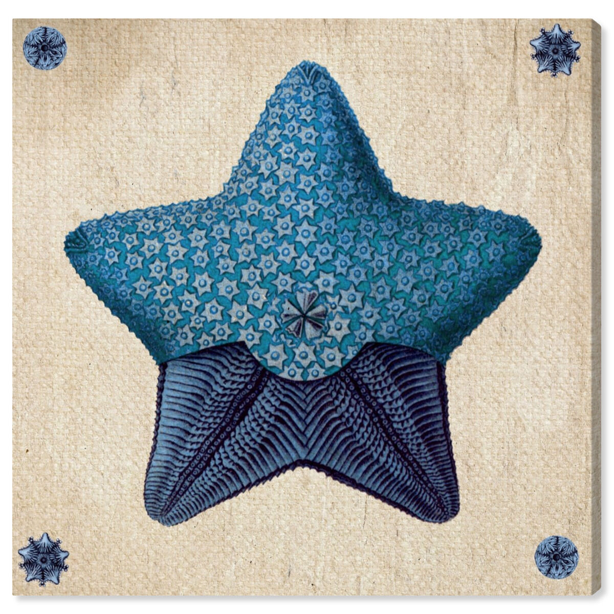 Asteridia III