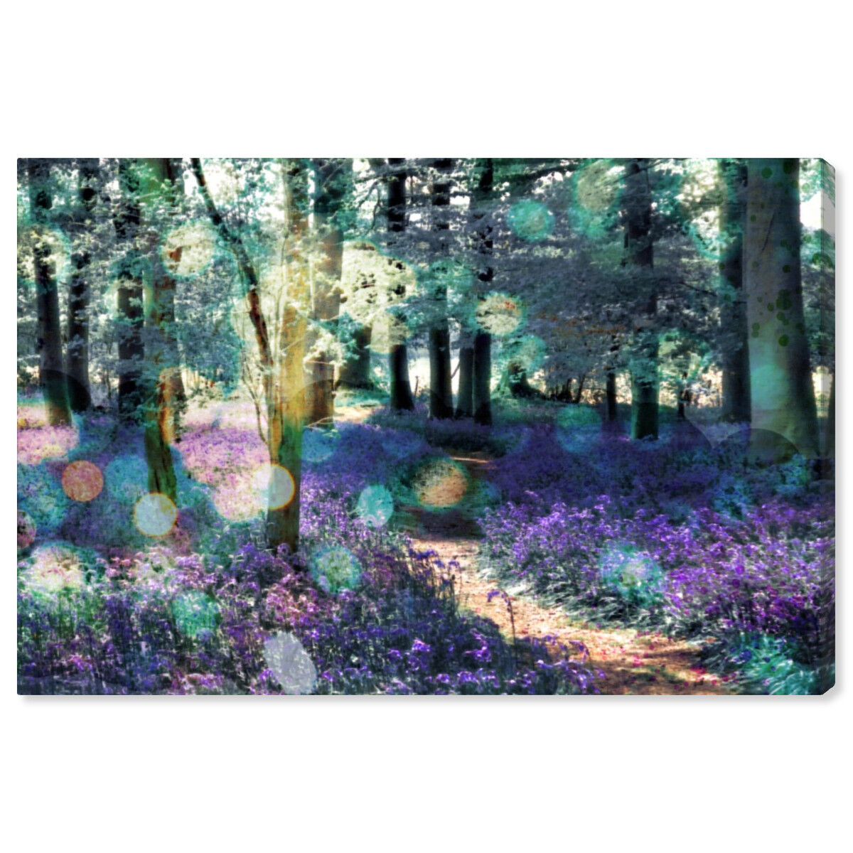 Lavender Morning