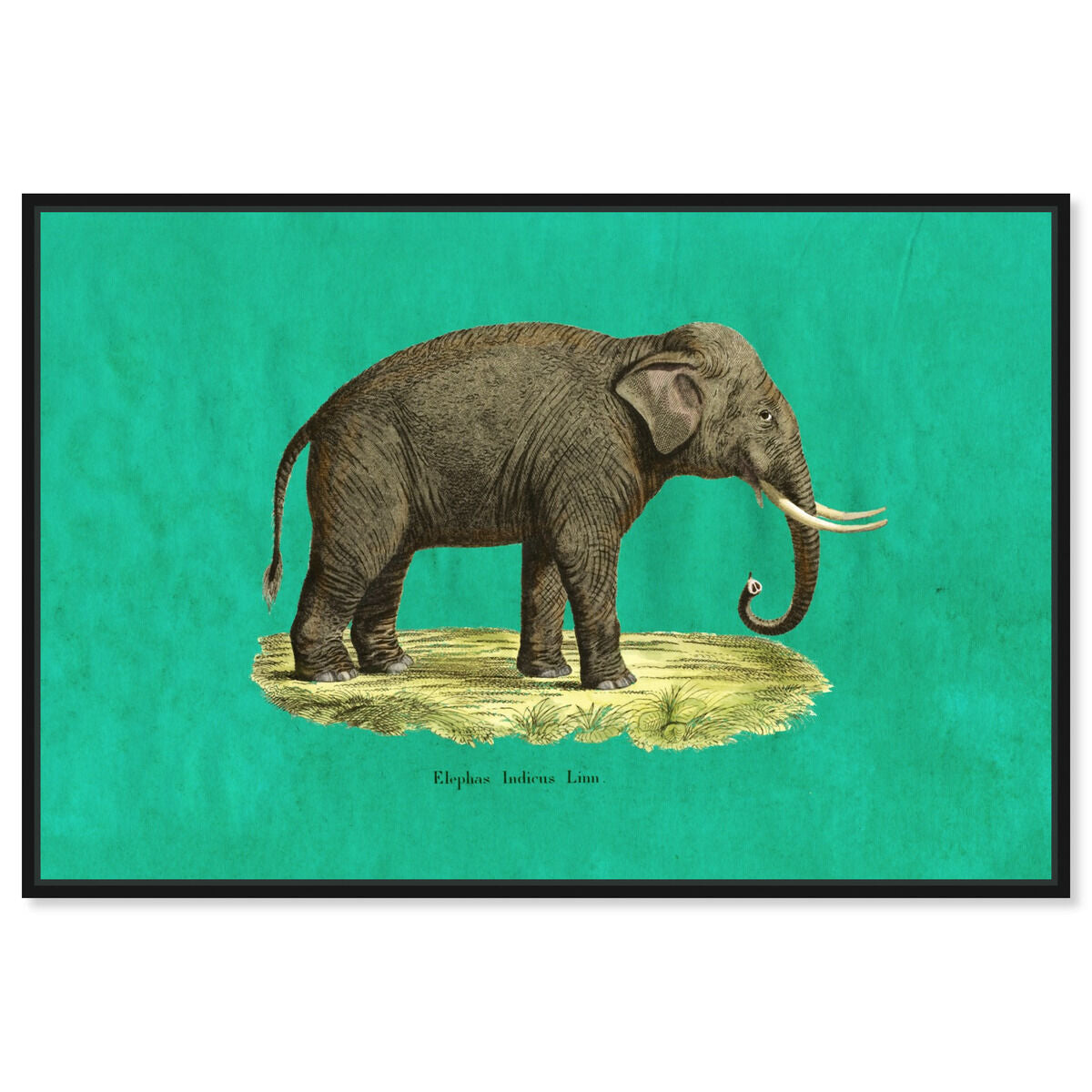 Elephant I