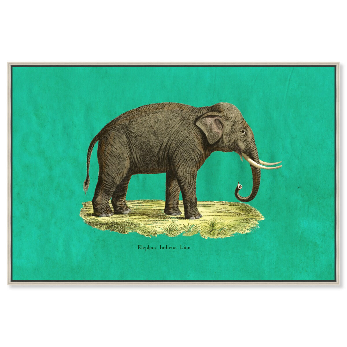 Elephant I