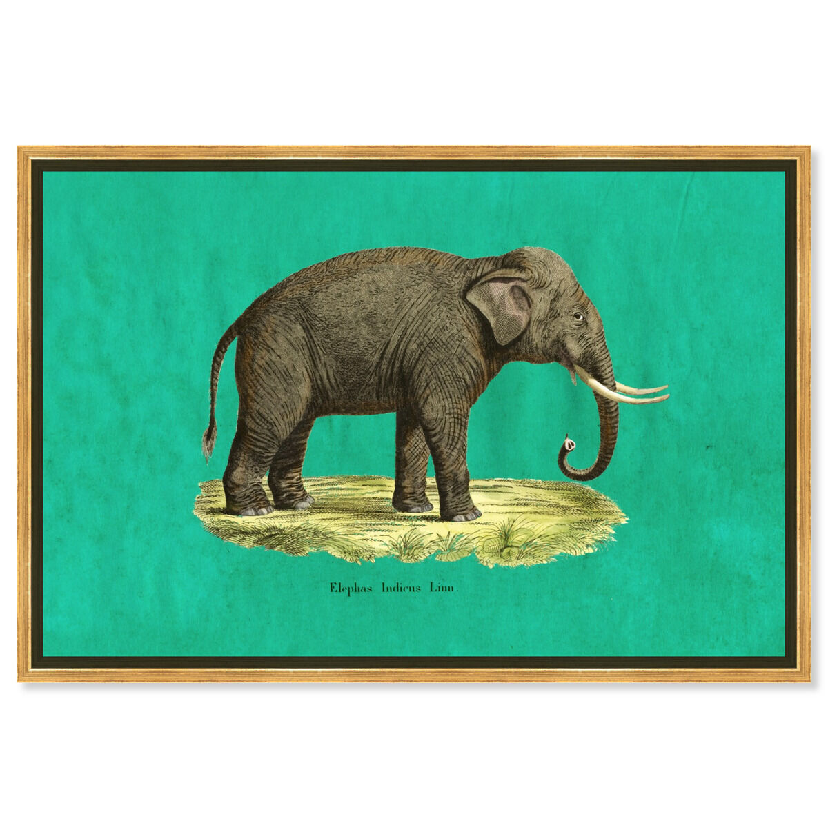 Elephant I