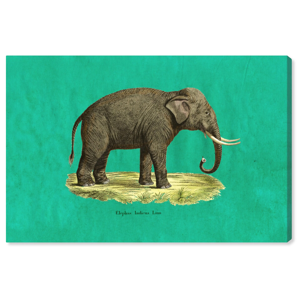 Elephant I