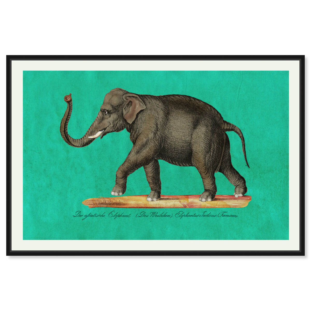 Elephant II