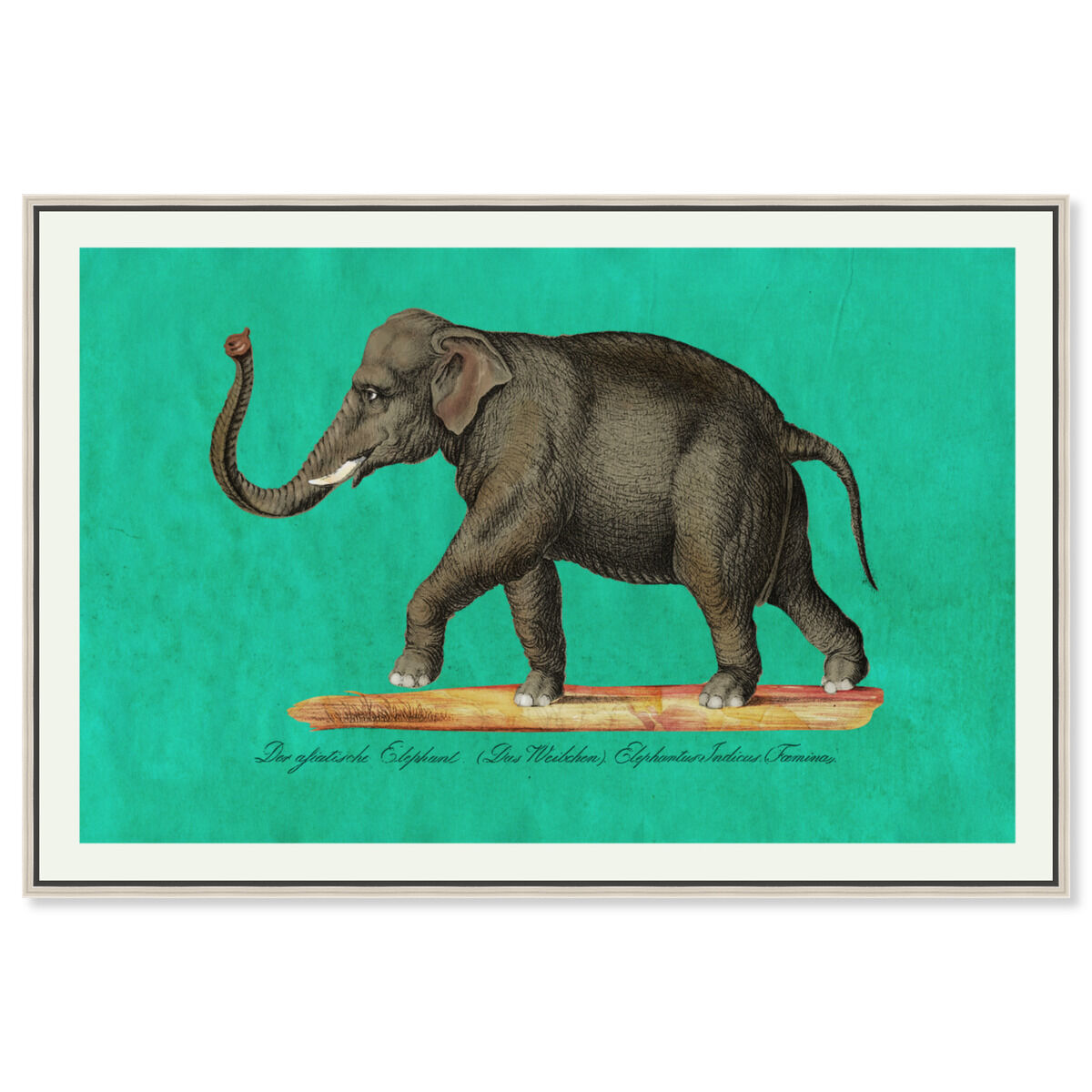Elephant II