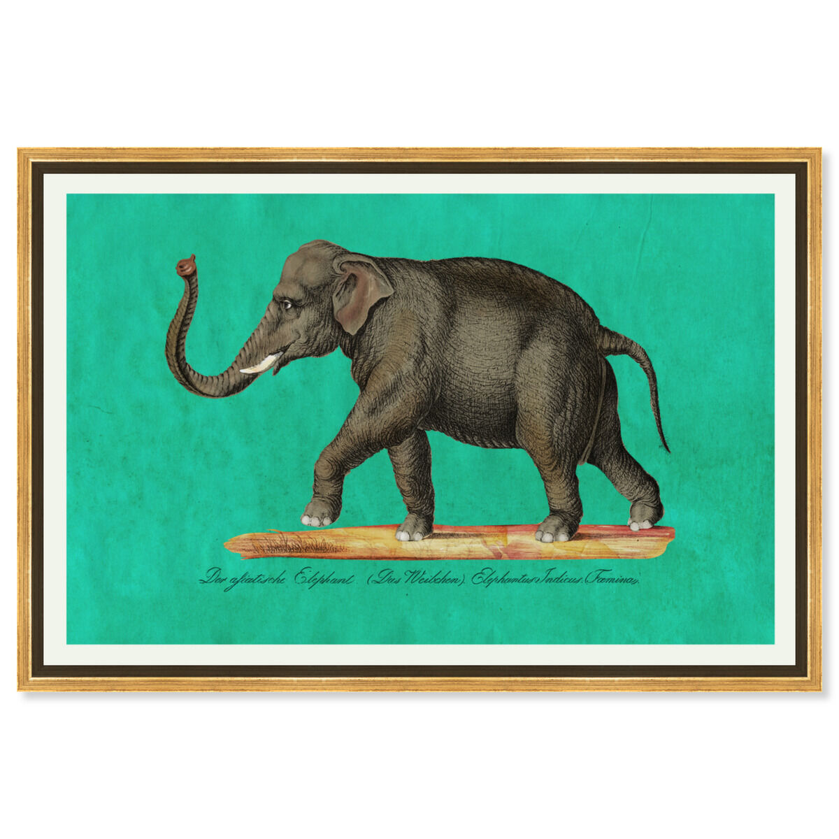 Elephant II