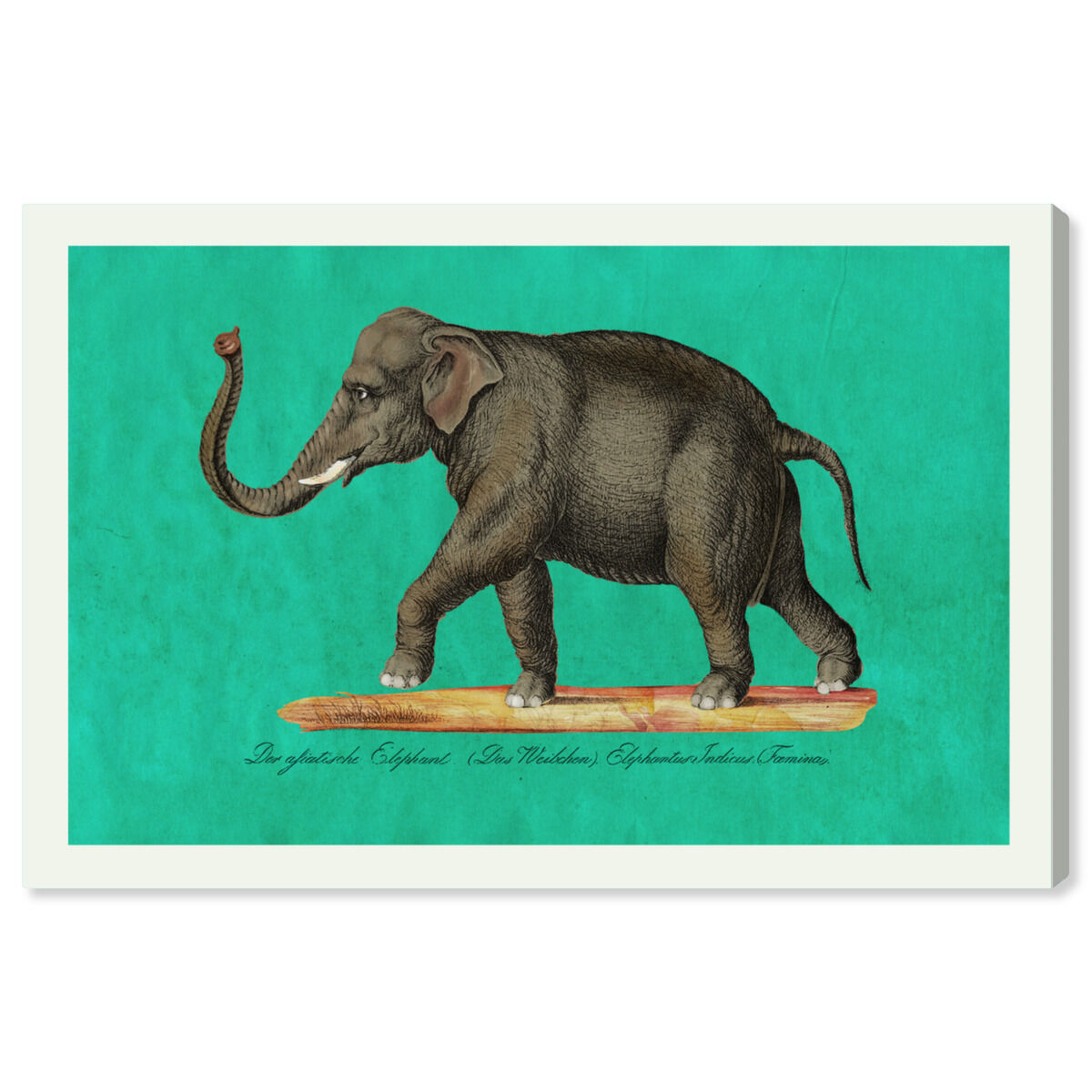 Elephant II