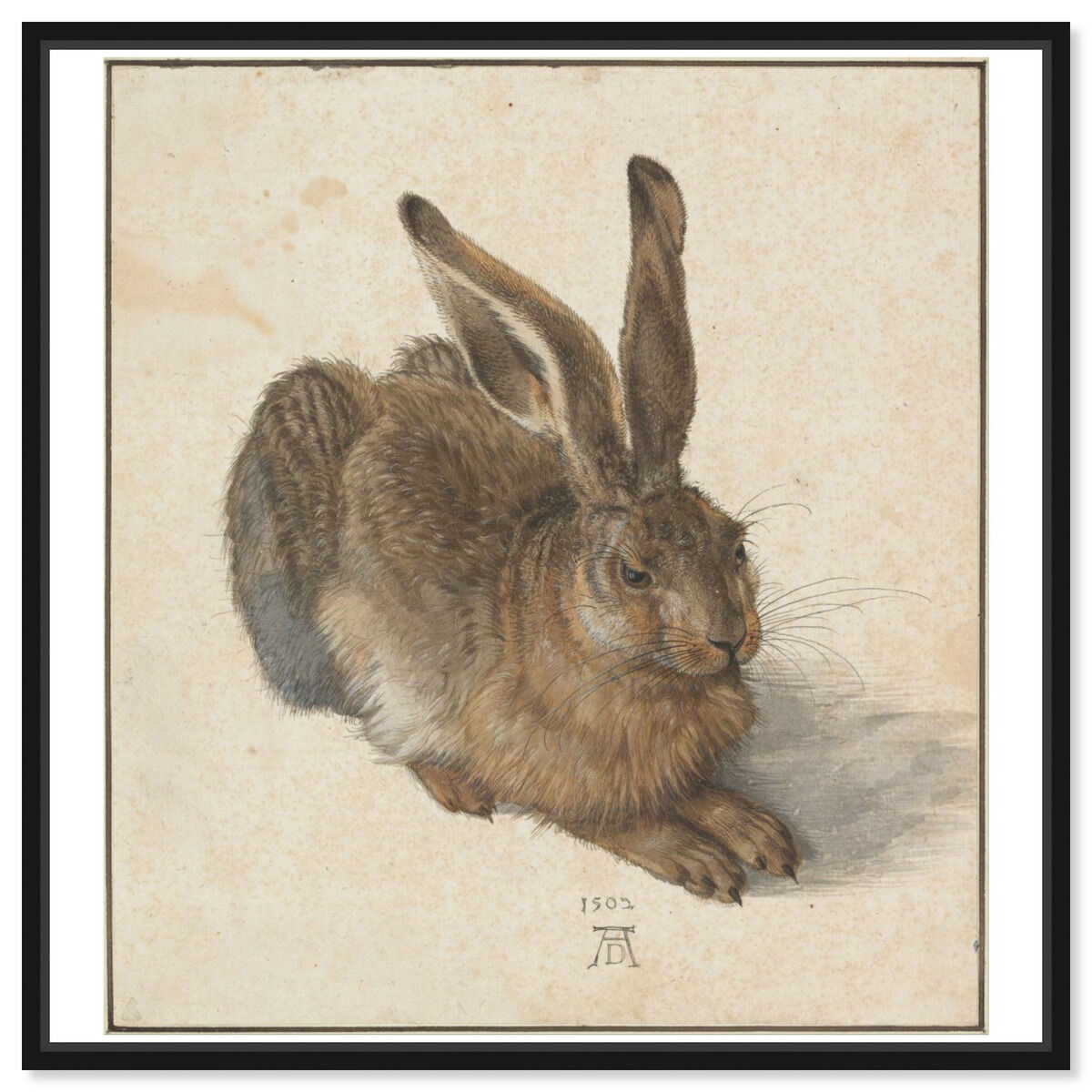 Durer - Hare