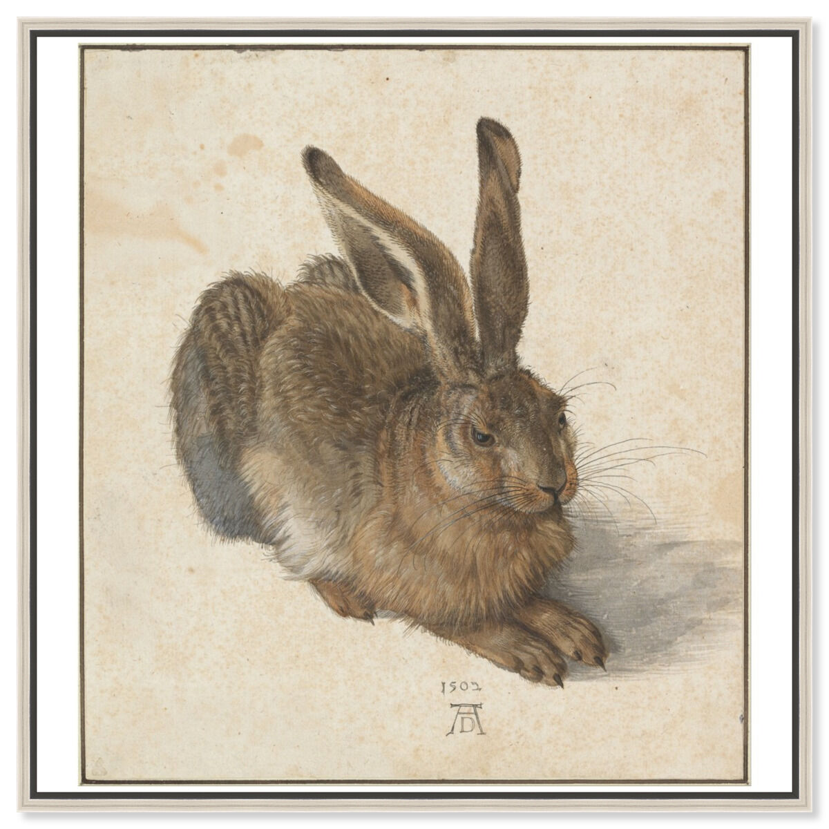 Durer - Hare