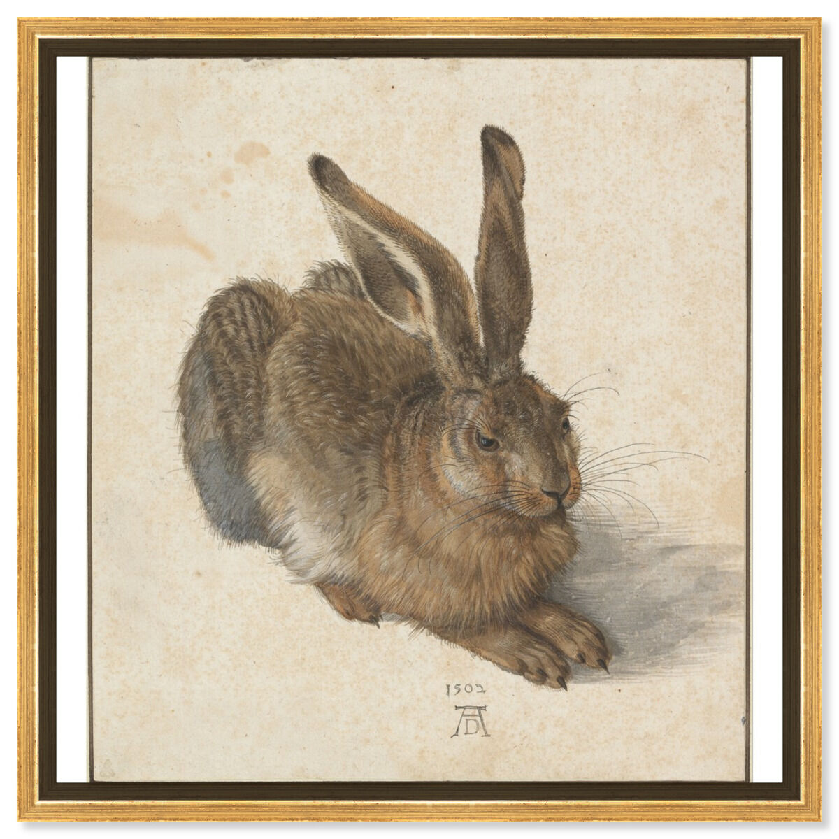 Durer - Hare