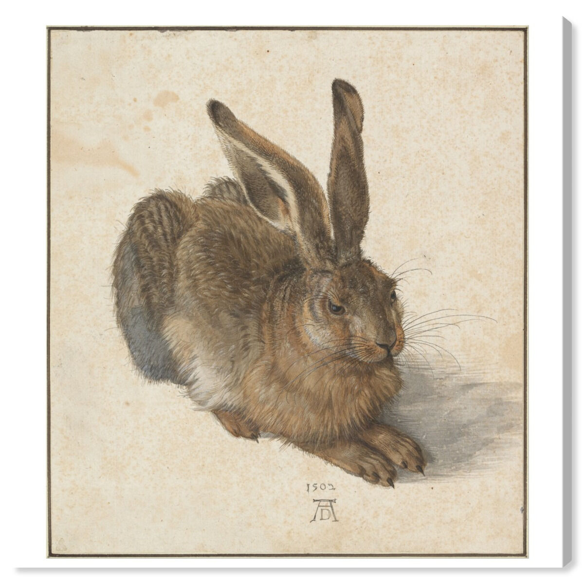 Durer - Hare