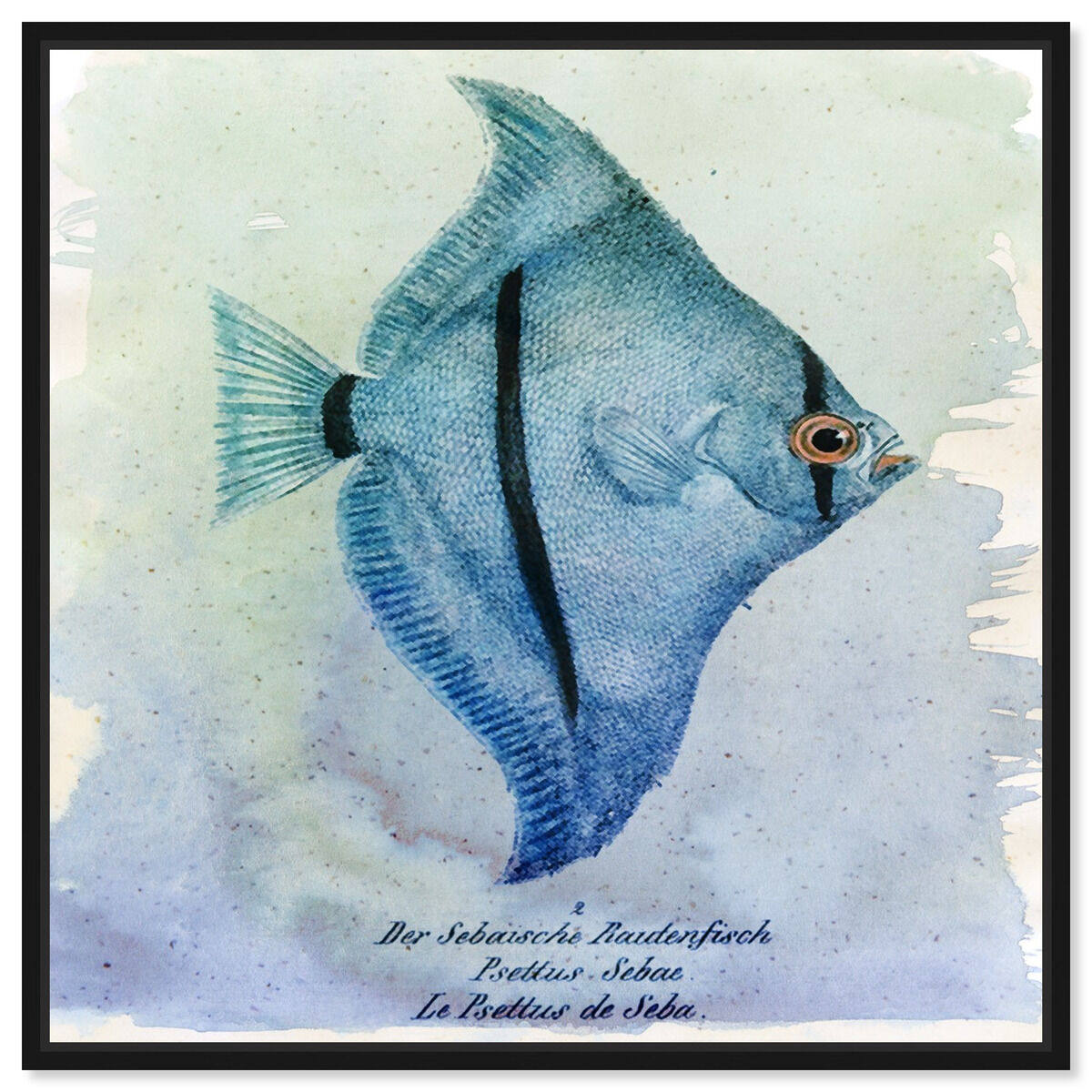 40x40/Framed Canvas/BFL
