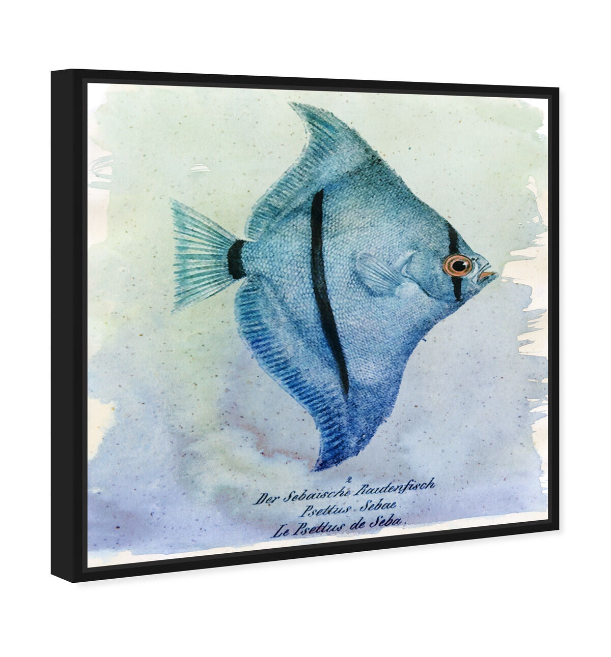 40x40/Framed Canvas/BFL