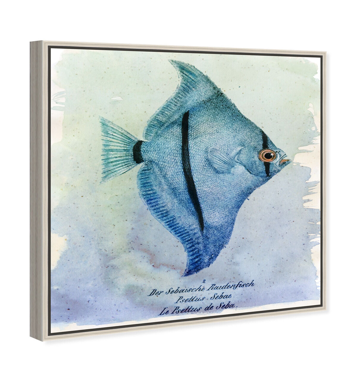 40x40/Framed Canvas/CFL