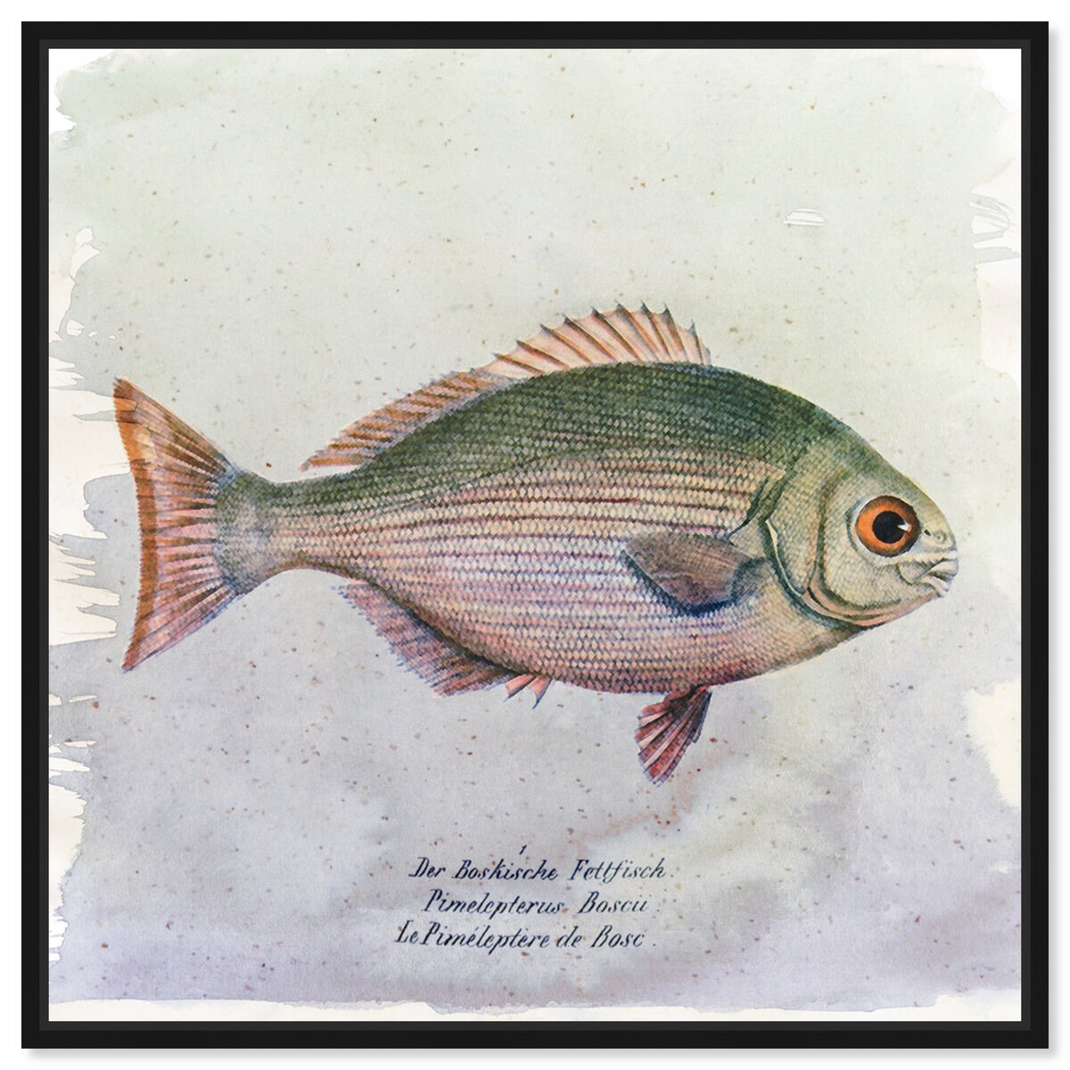 Bosc Fish