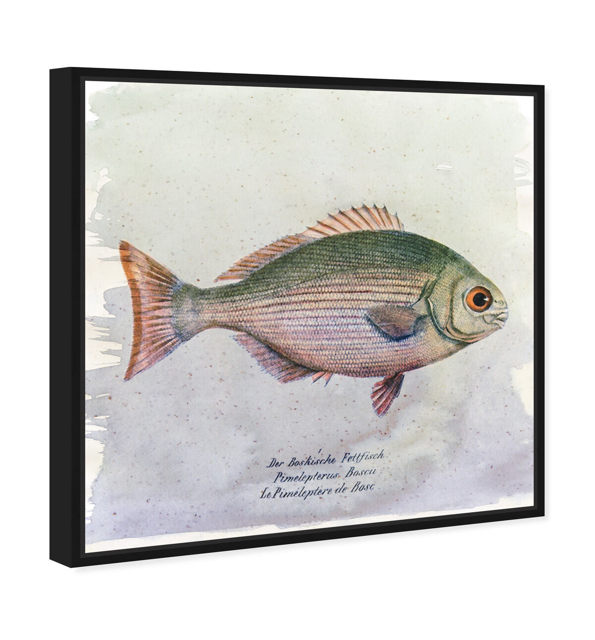 40x40/Framed Canvas/BFL