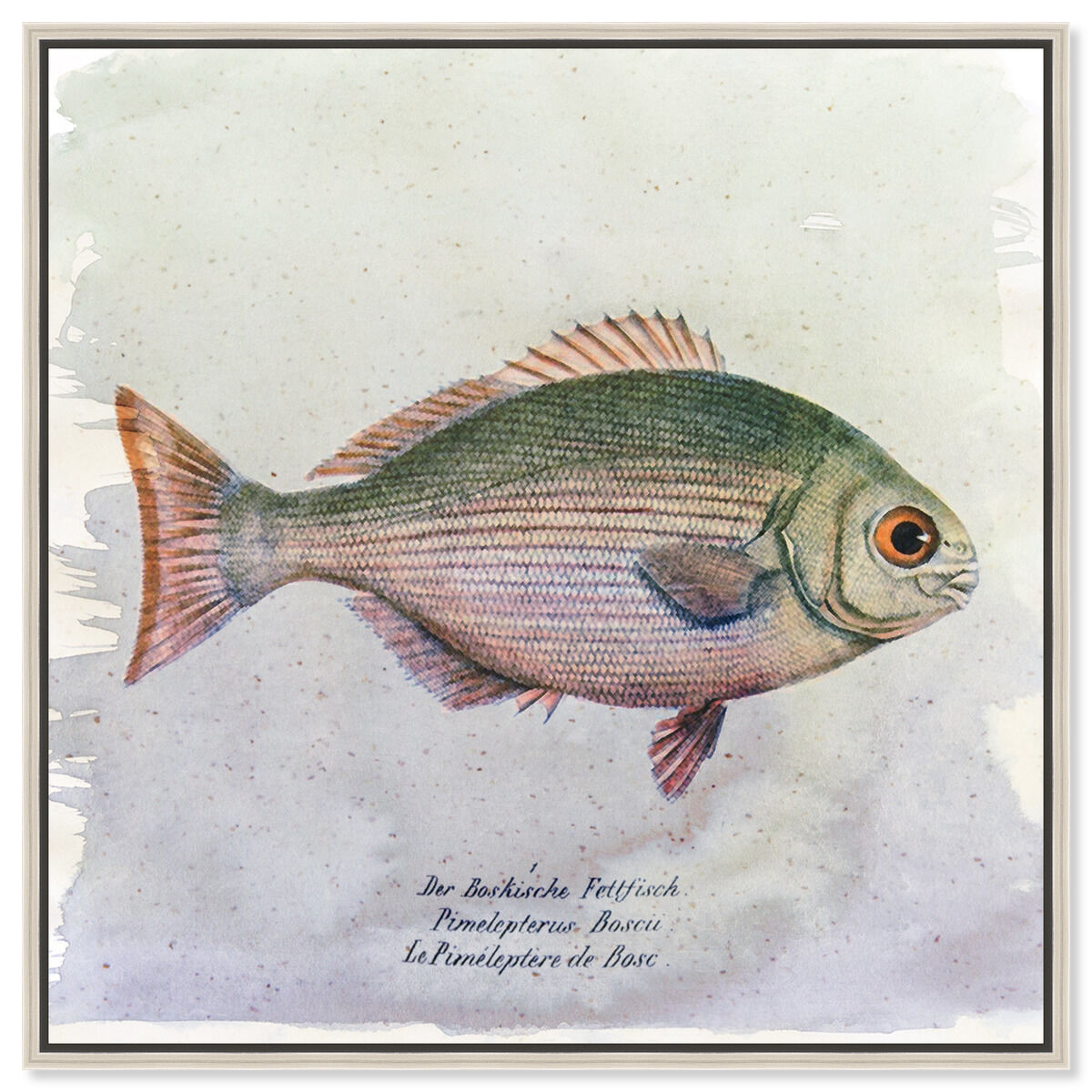 Bosc Fish