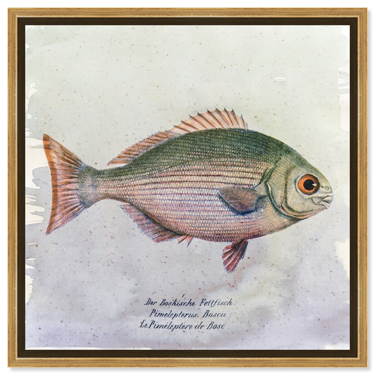 Bosc Fish