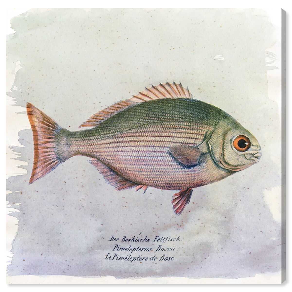 Bosc Fish