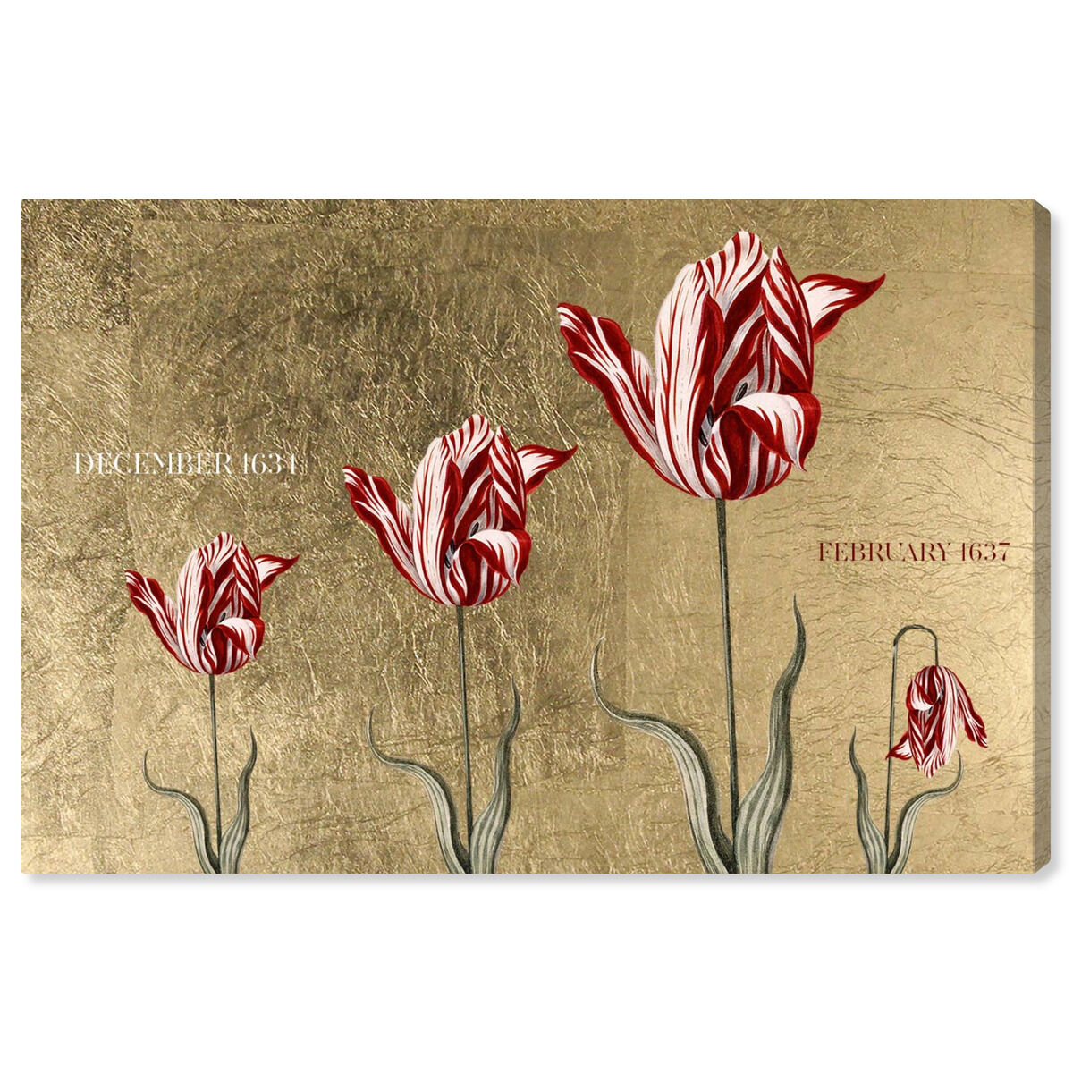 Tulipomania