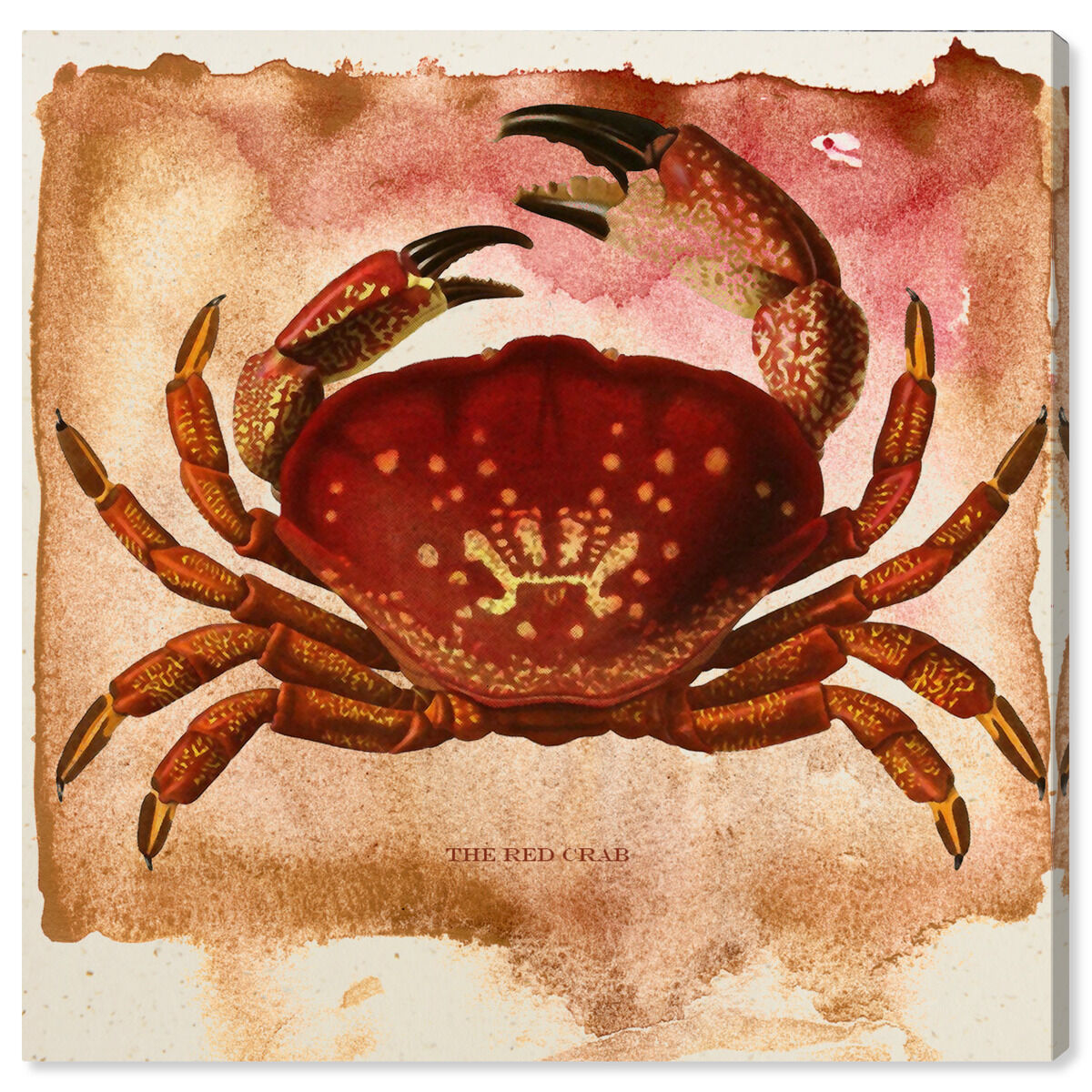 The Red Crab II