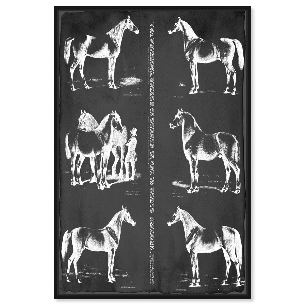 Principal Horse Breeds