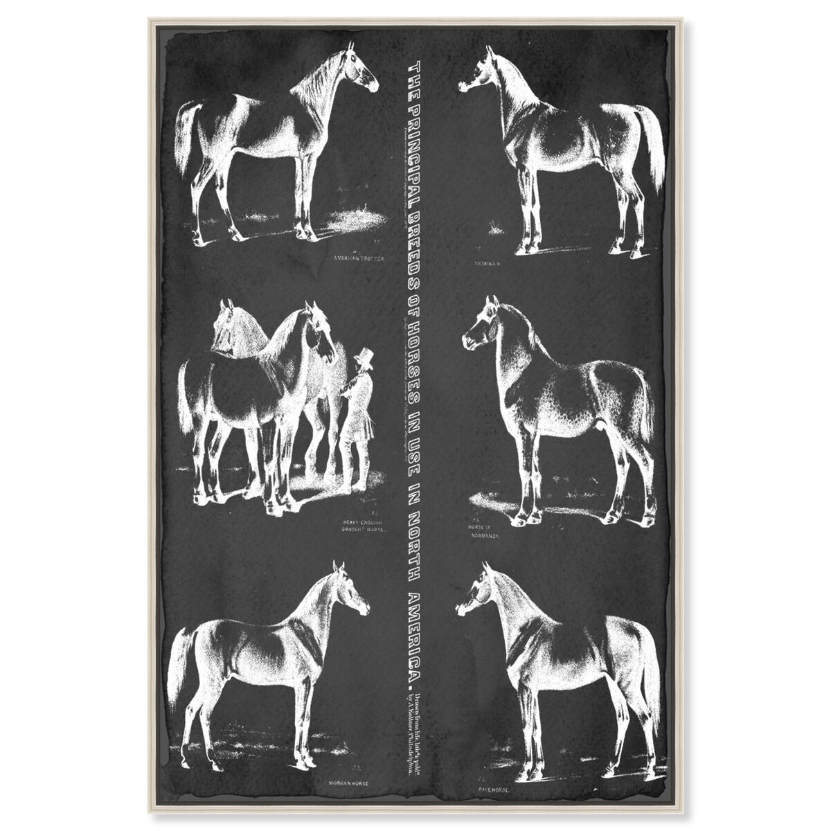 Principal Horse Breeds