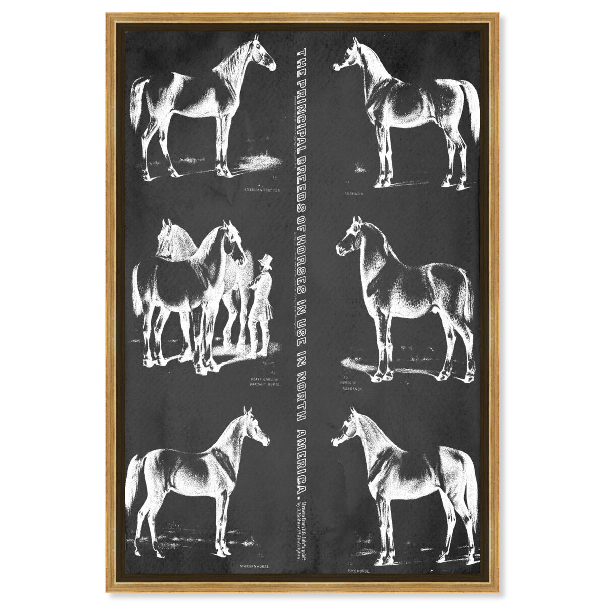 Principal Horse Breeds